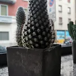 ヴェニーニ